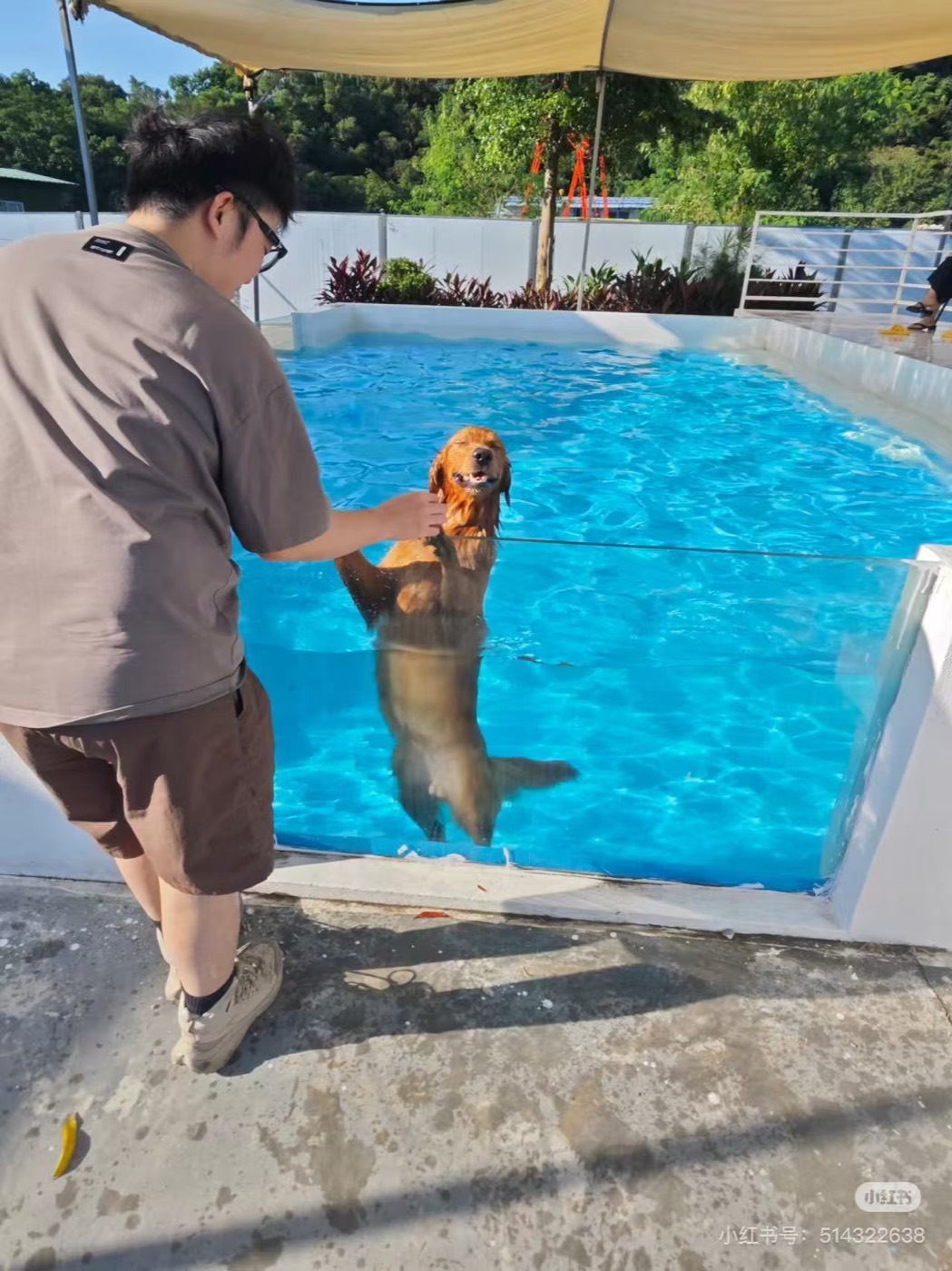 玻璃幕墙宠物泳池实测